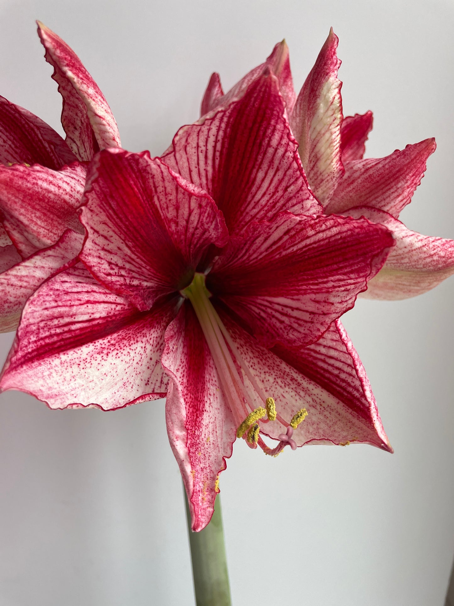 Corporate & Custom Gifts