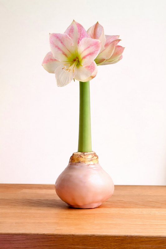 Apricot Blush with Pink Blooms