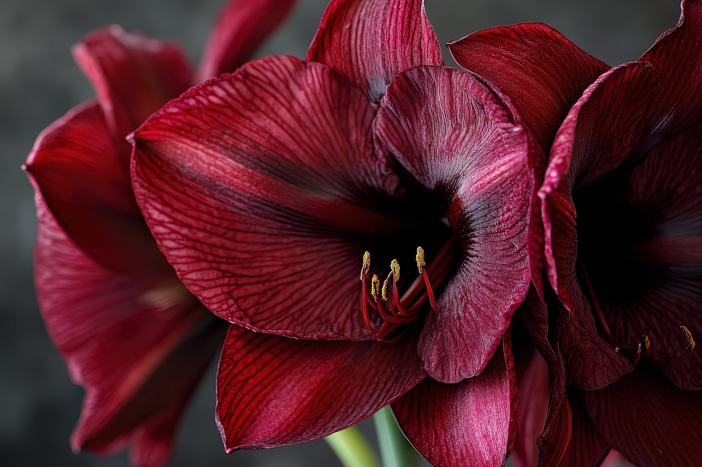 Gold Shine with Burgundy Bloom