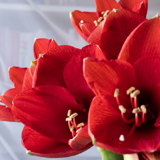 Ruby Shine with Red Blooms
