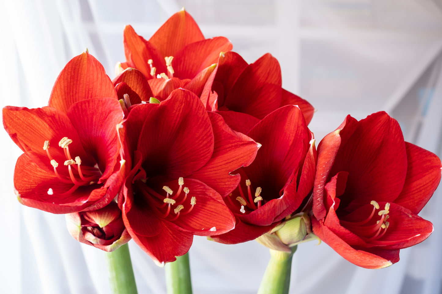 White With Red Splatter with Red Blooms