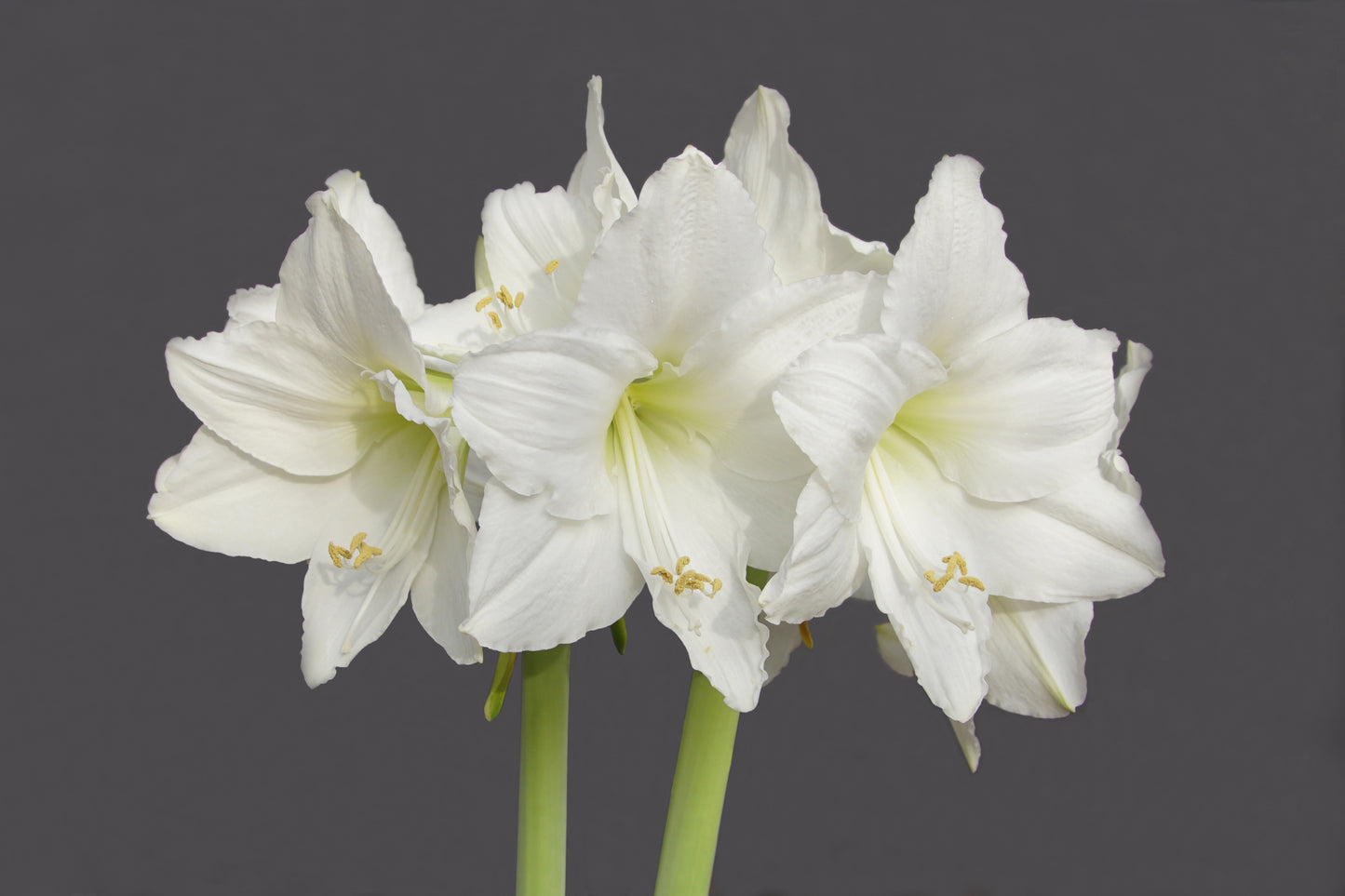 Green Shine with White Blooms