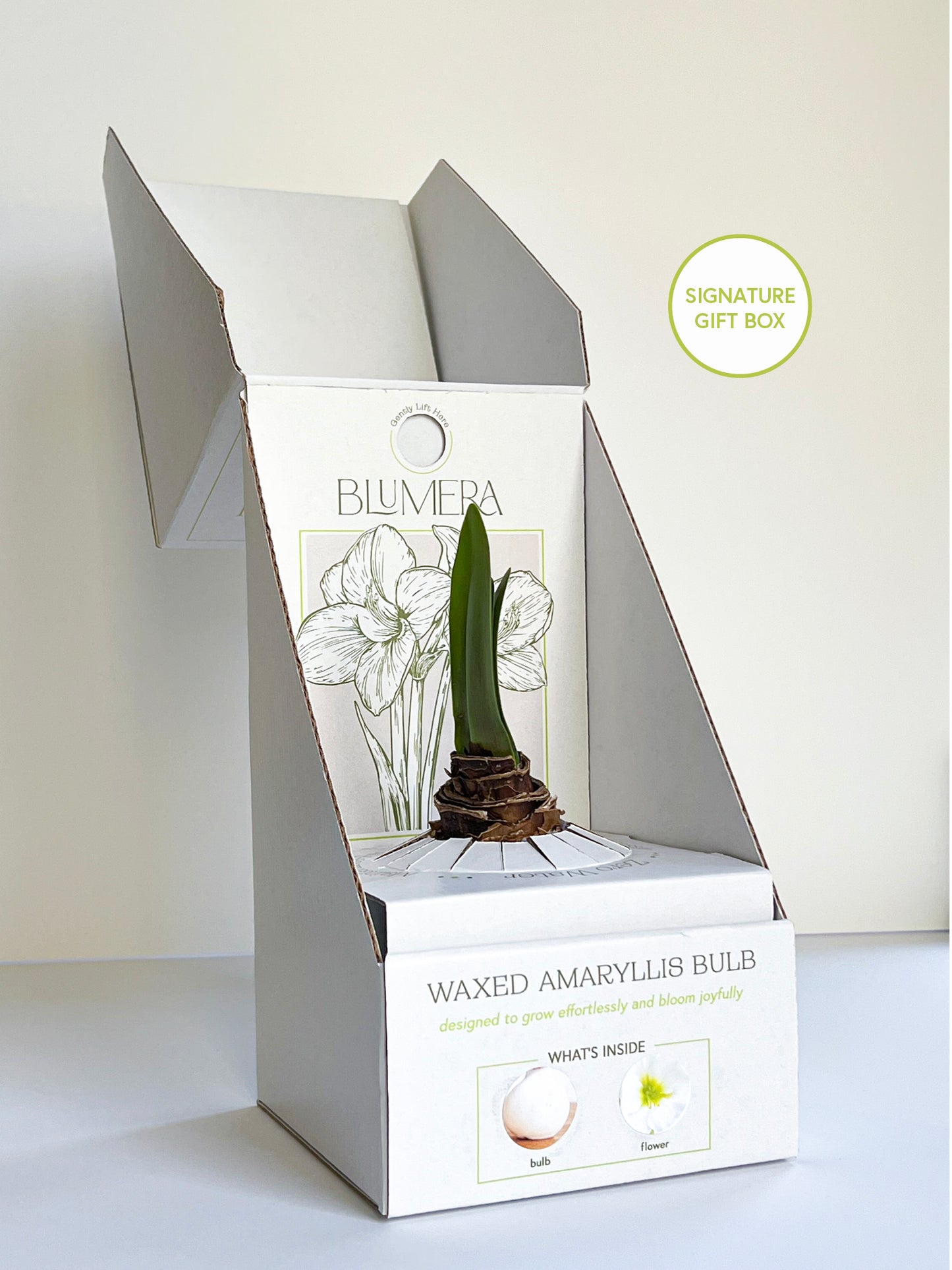 Ruby & Gold Splatter with Red Blooms