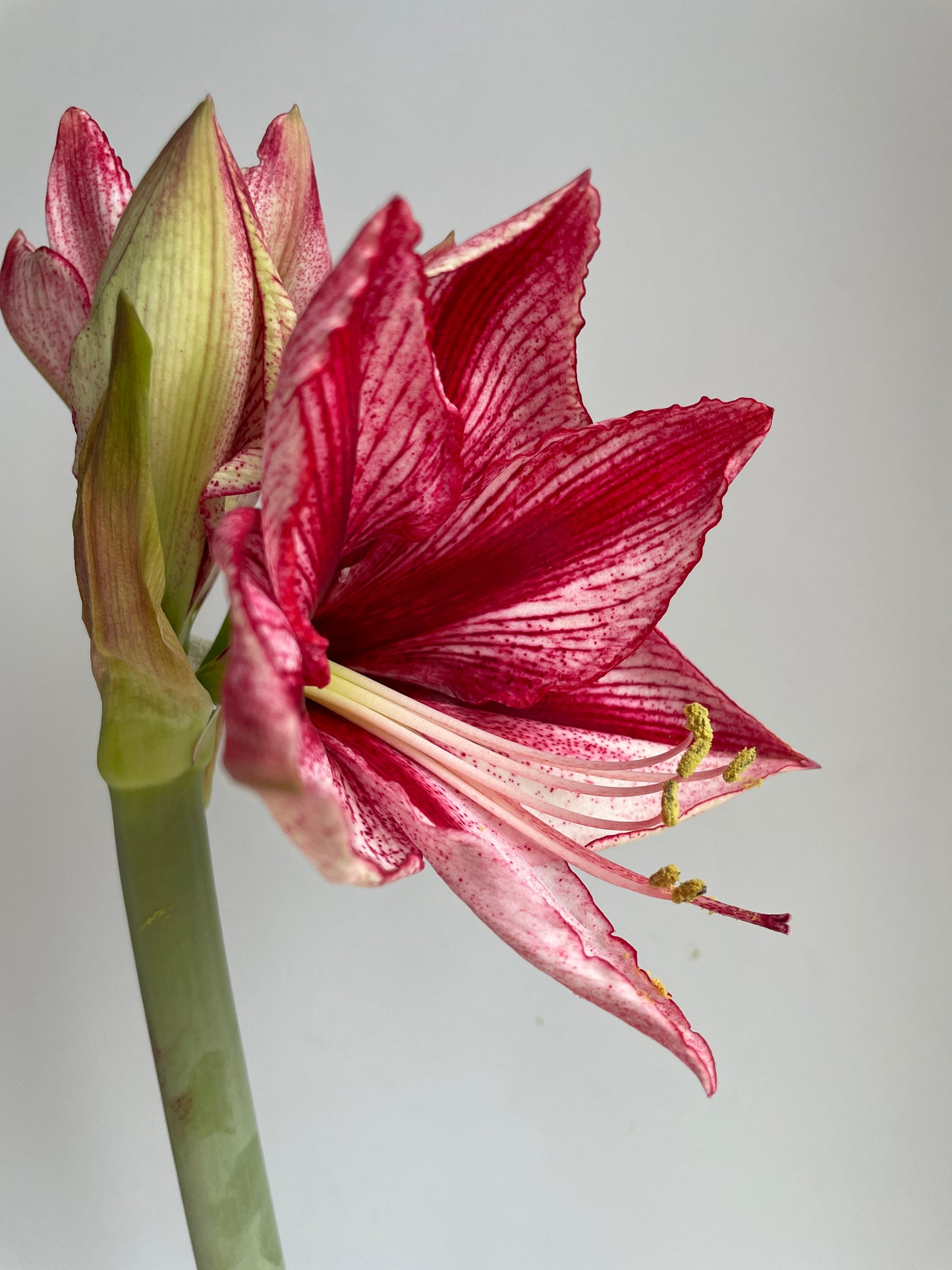 White & Silver Splatter with Fuchsia Blooms