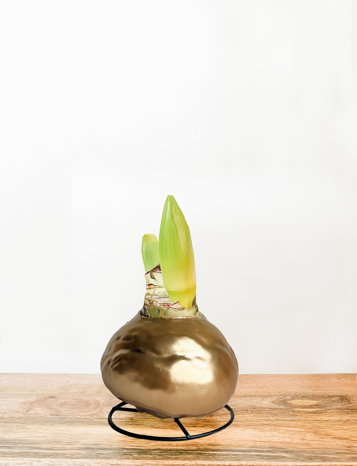 Gold Shine with Burgundy Bloom