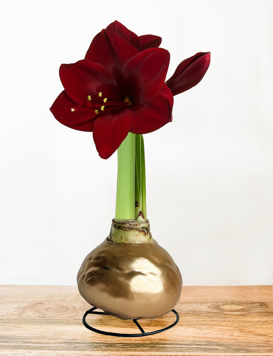 Gold Shine with Burgundy Bloom