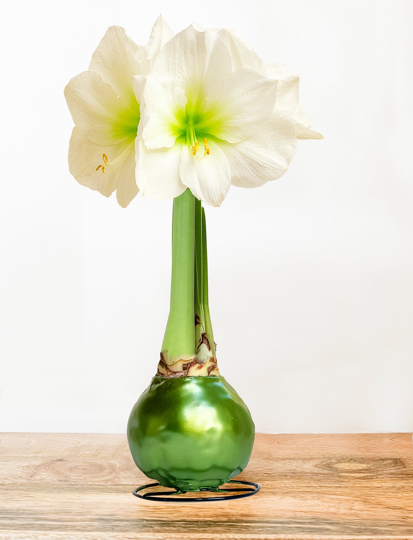 Green Shine with White Blooms