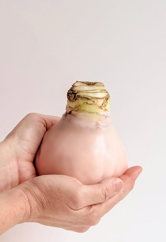 Apricot Blush with Pink Blooms