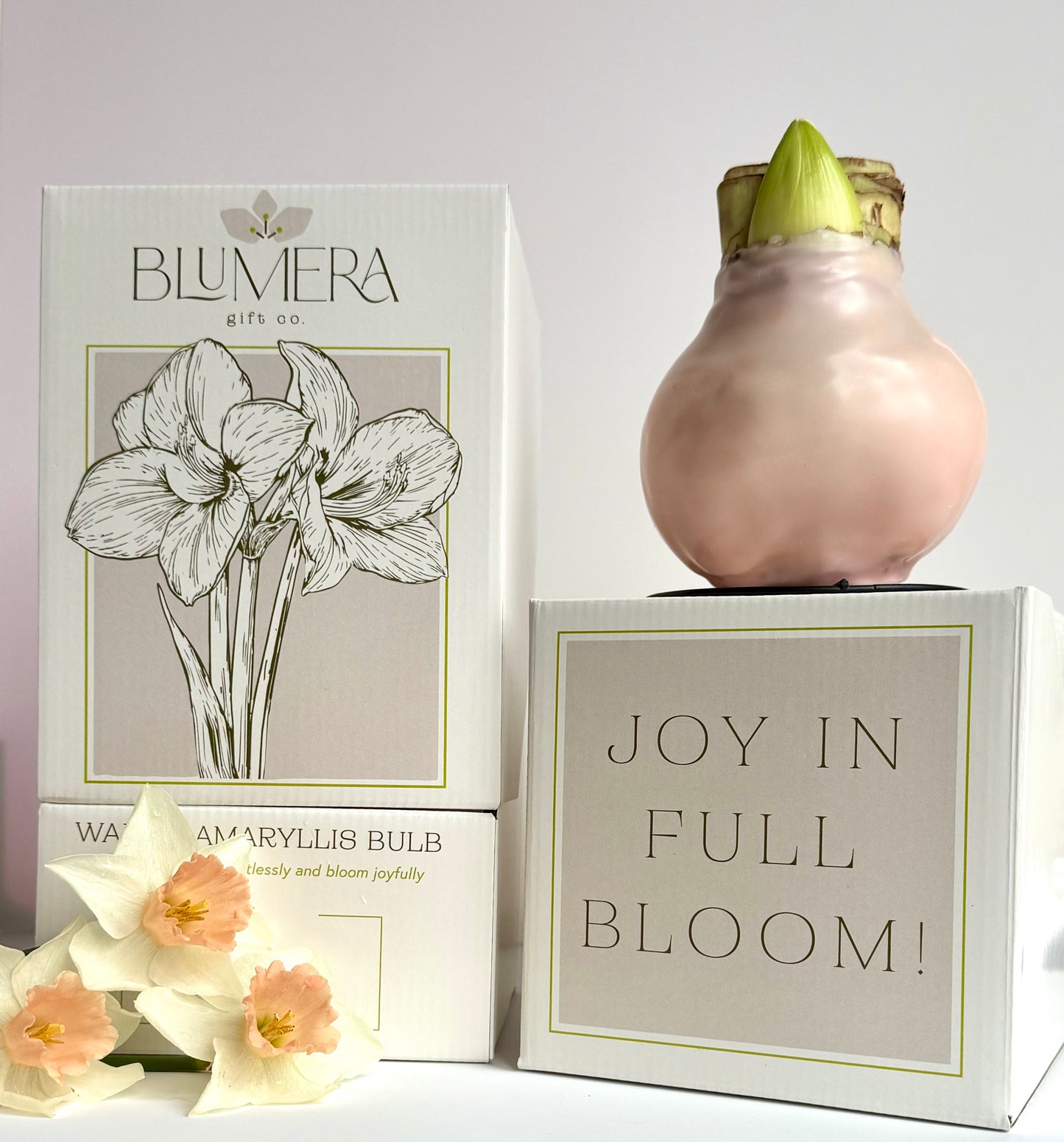 Apricot Blush with Pink Blooms