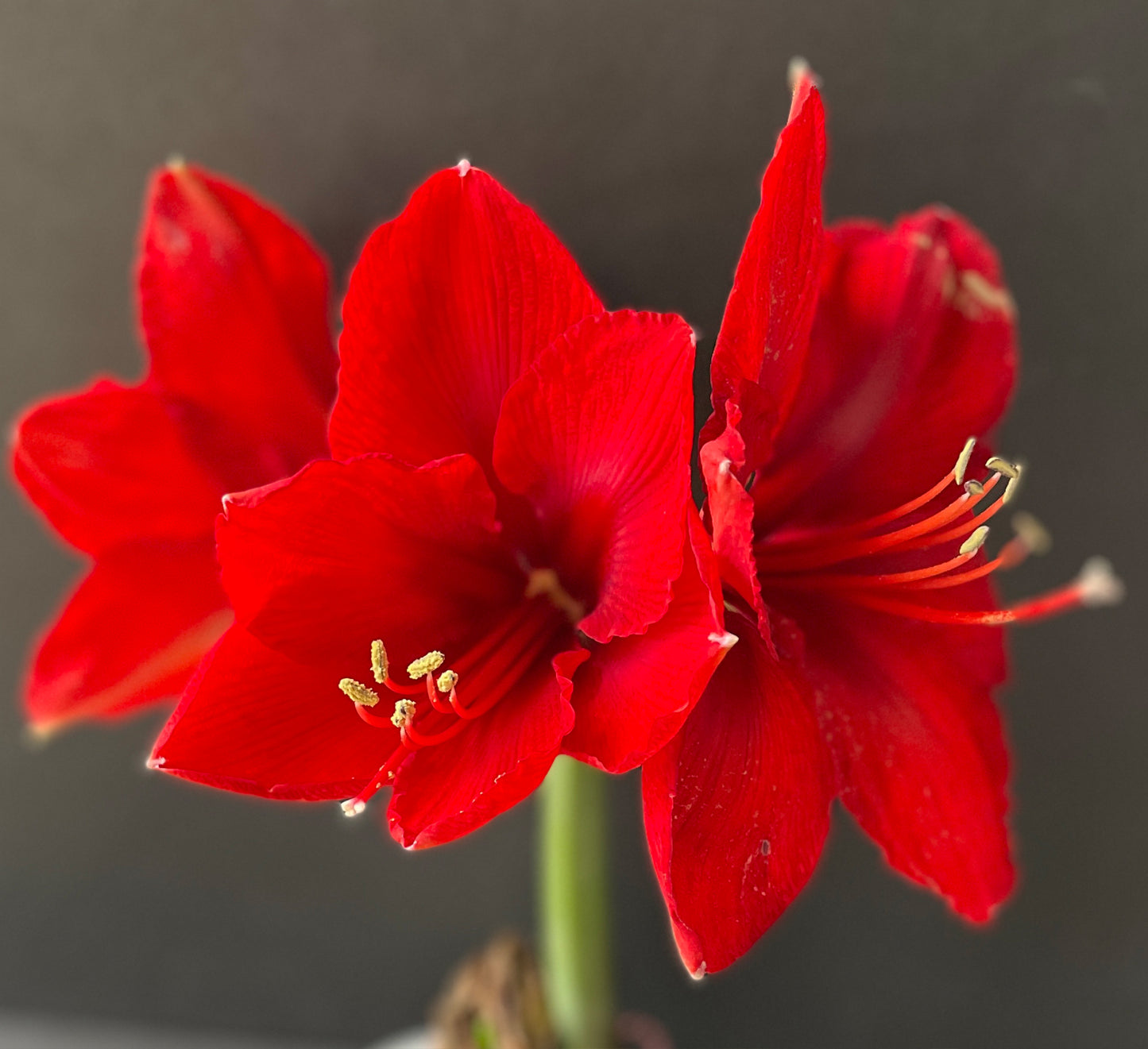 Ruby & Gold Splatter with Red Blooms
