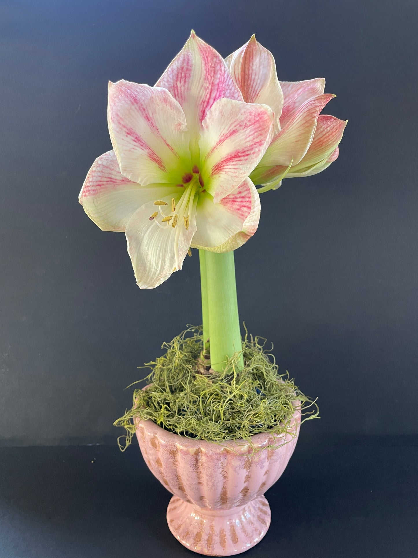 Apricot Blush with Pink Blooms