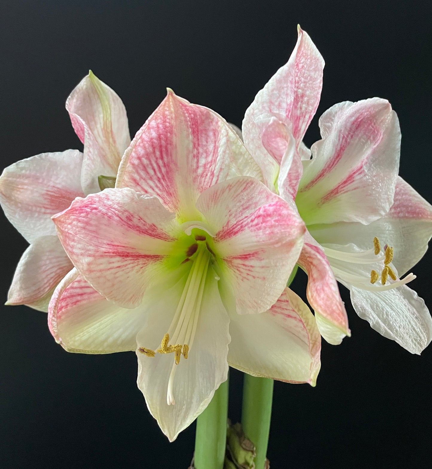 Apricot Blush with Pink Blooms