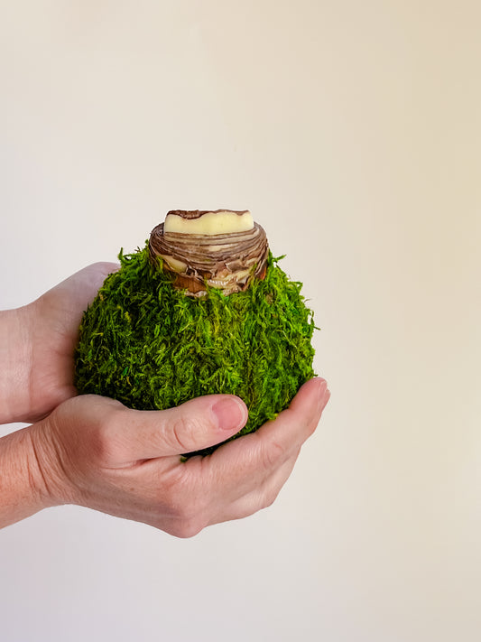 Woodland Moss with White Blooms
