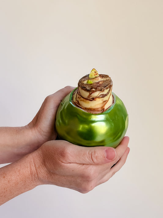 Green Shine with White Blooms