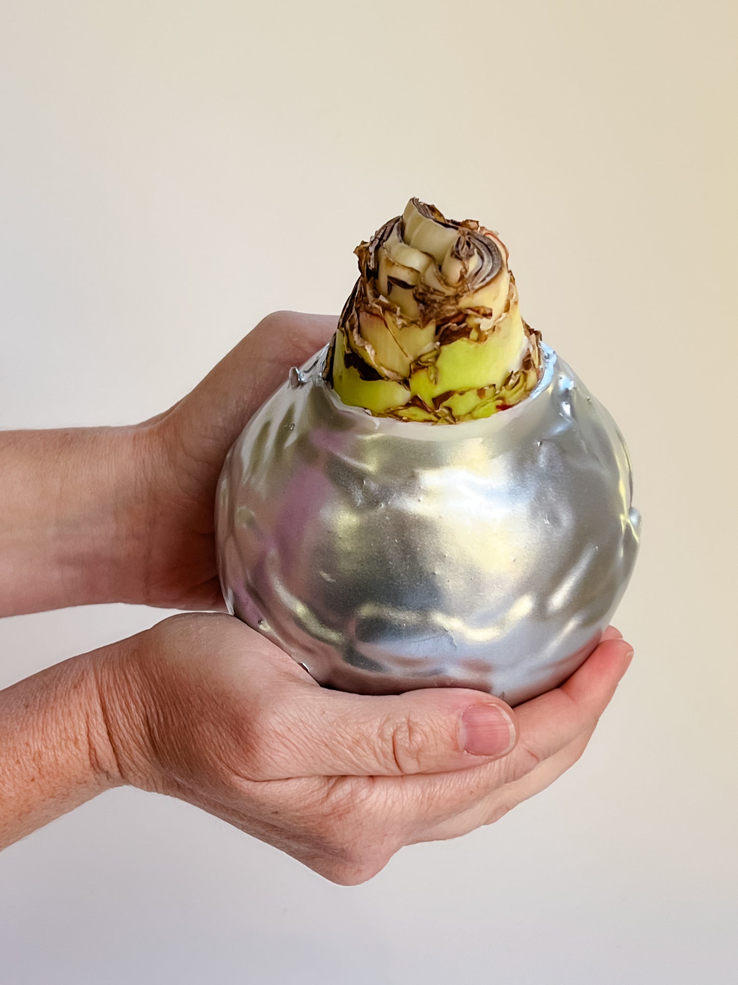 Silver Shine with Red & White Blooms