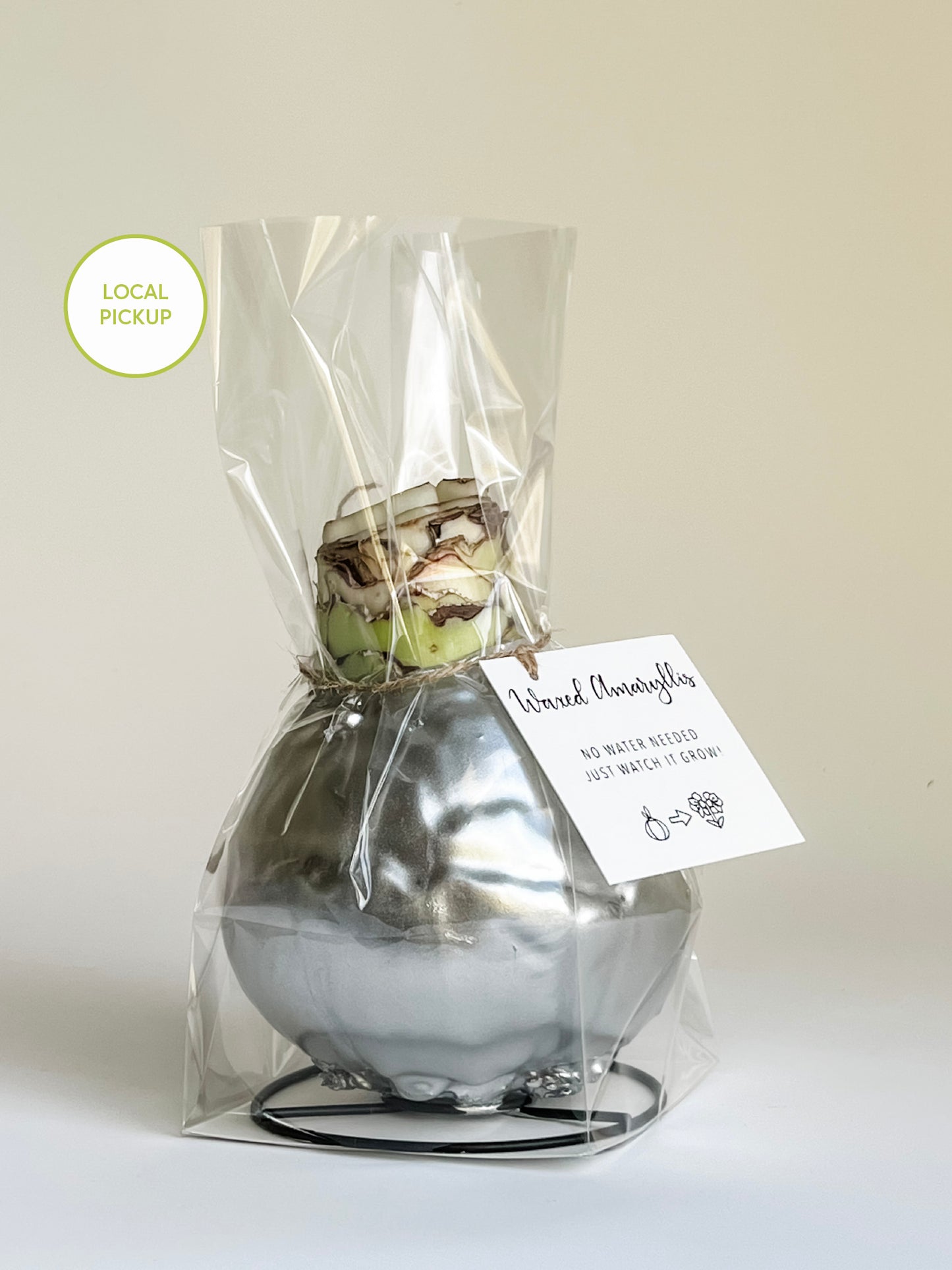 Silver Shine with Red & White Blooms