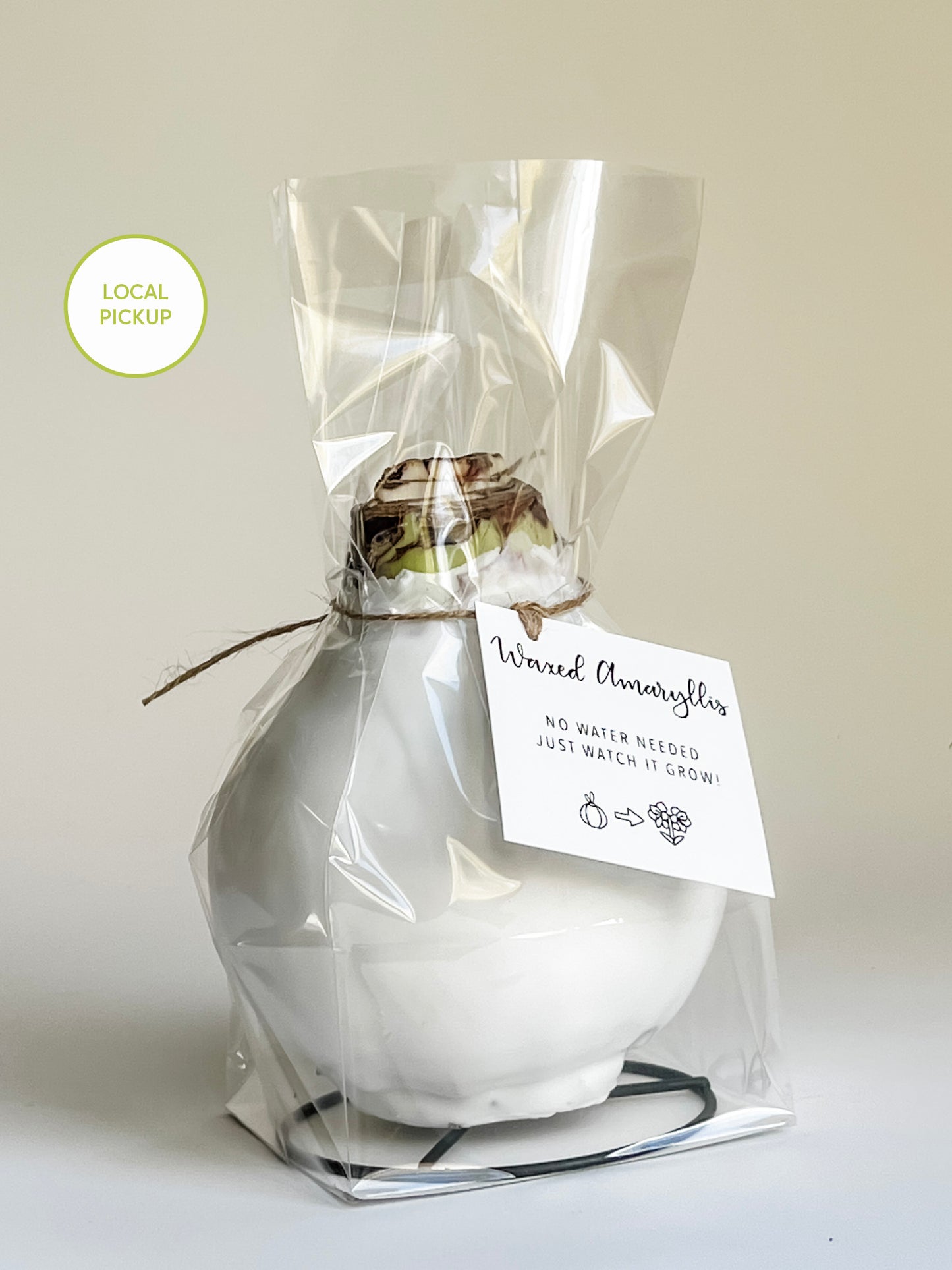 Classic White with White Blooms