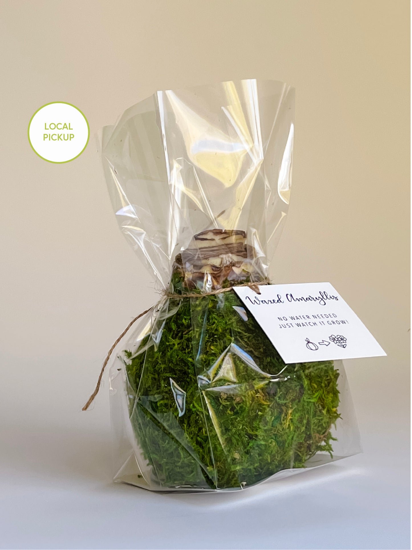 Woodland Moss with White Blooms