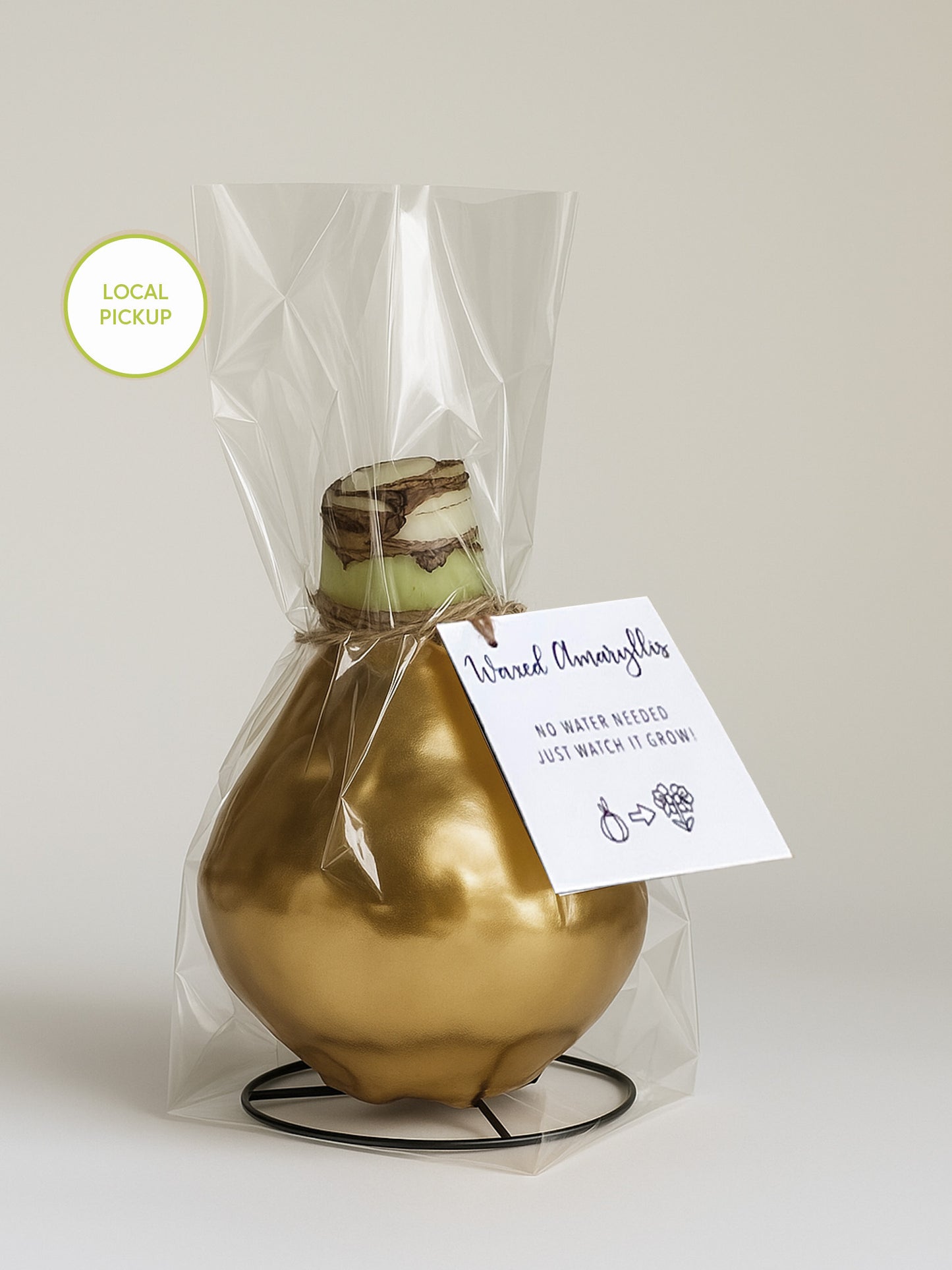 Gold Shine with Burgundy Bloom