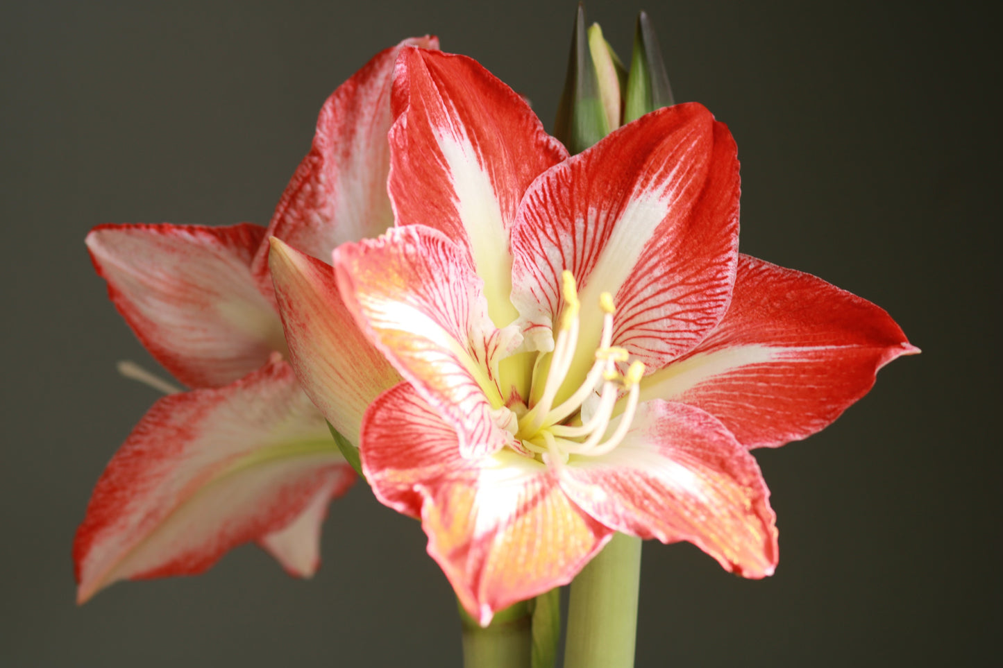Classic White with Red & White Blooms