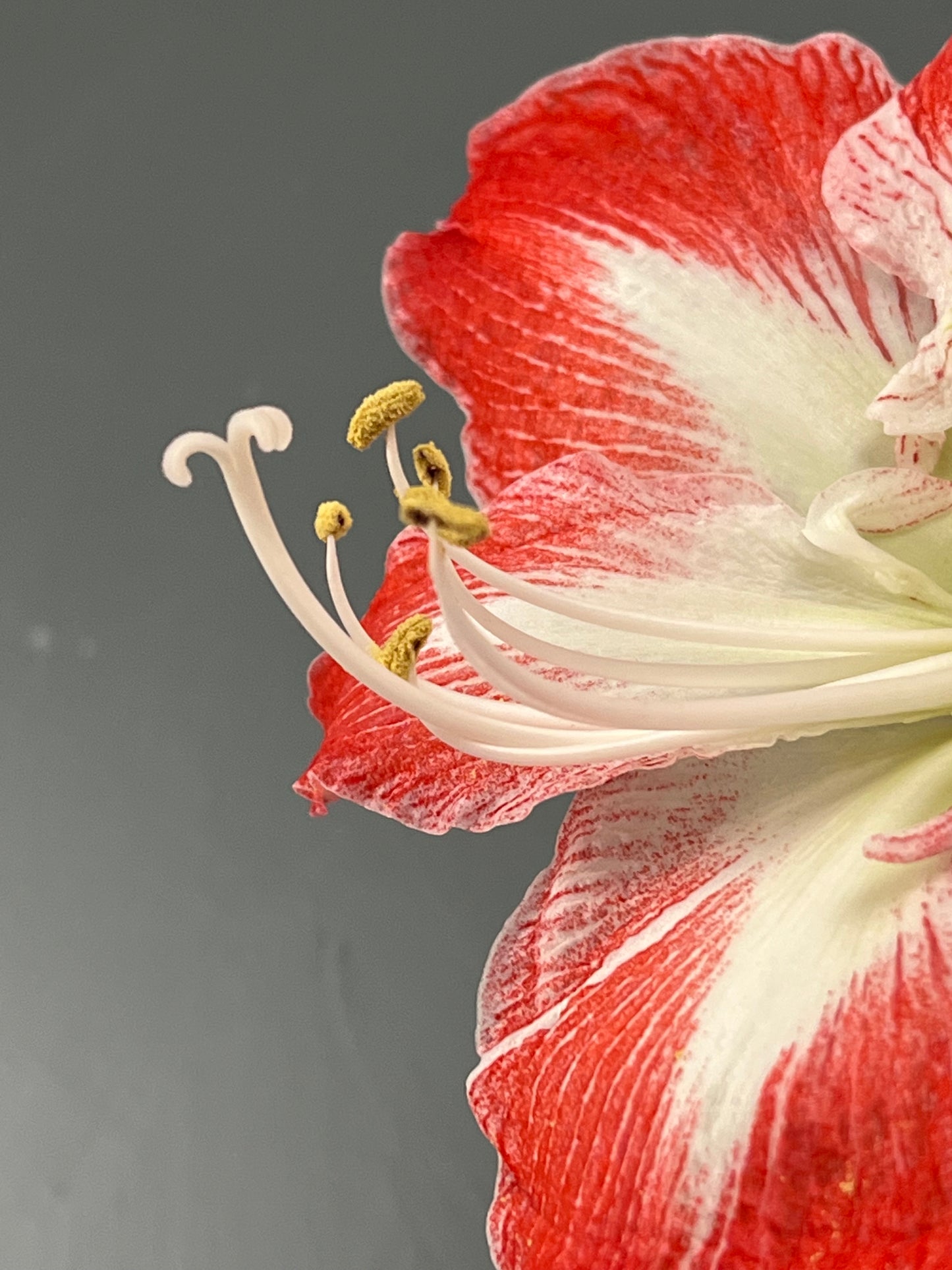 Classic White with Red & White Blooms