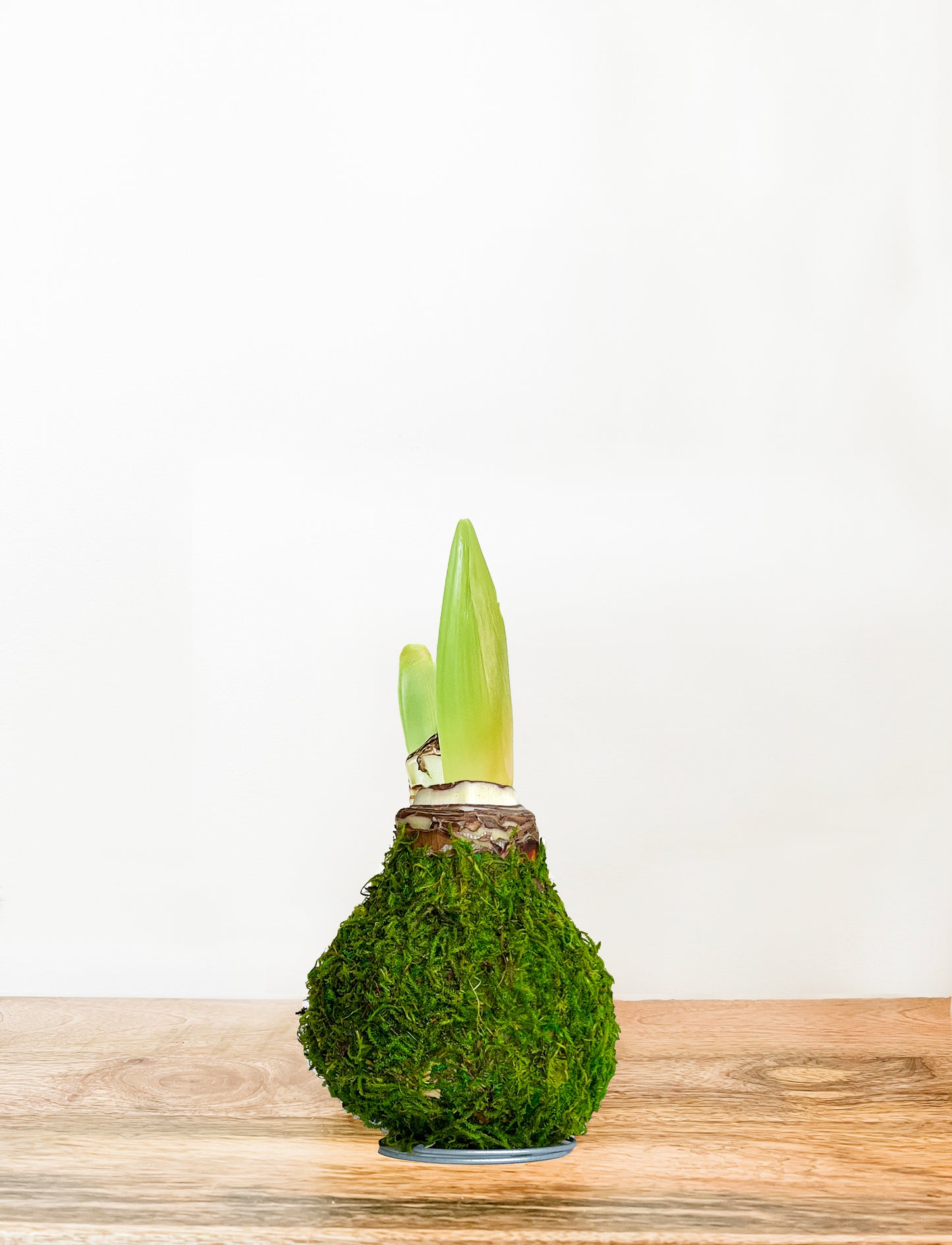 Woodland Moss with White Blooms