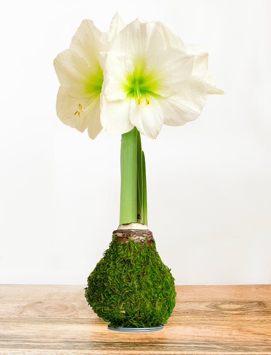 Woodland Moss with White Blooms