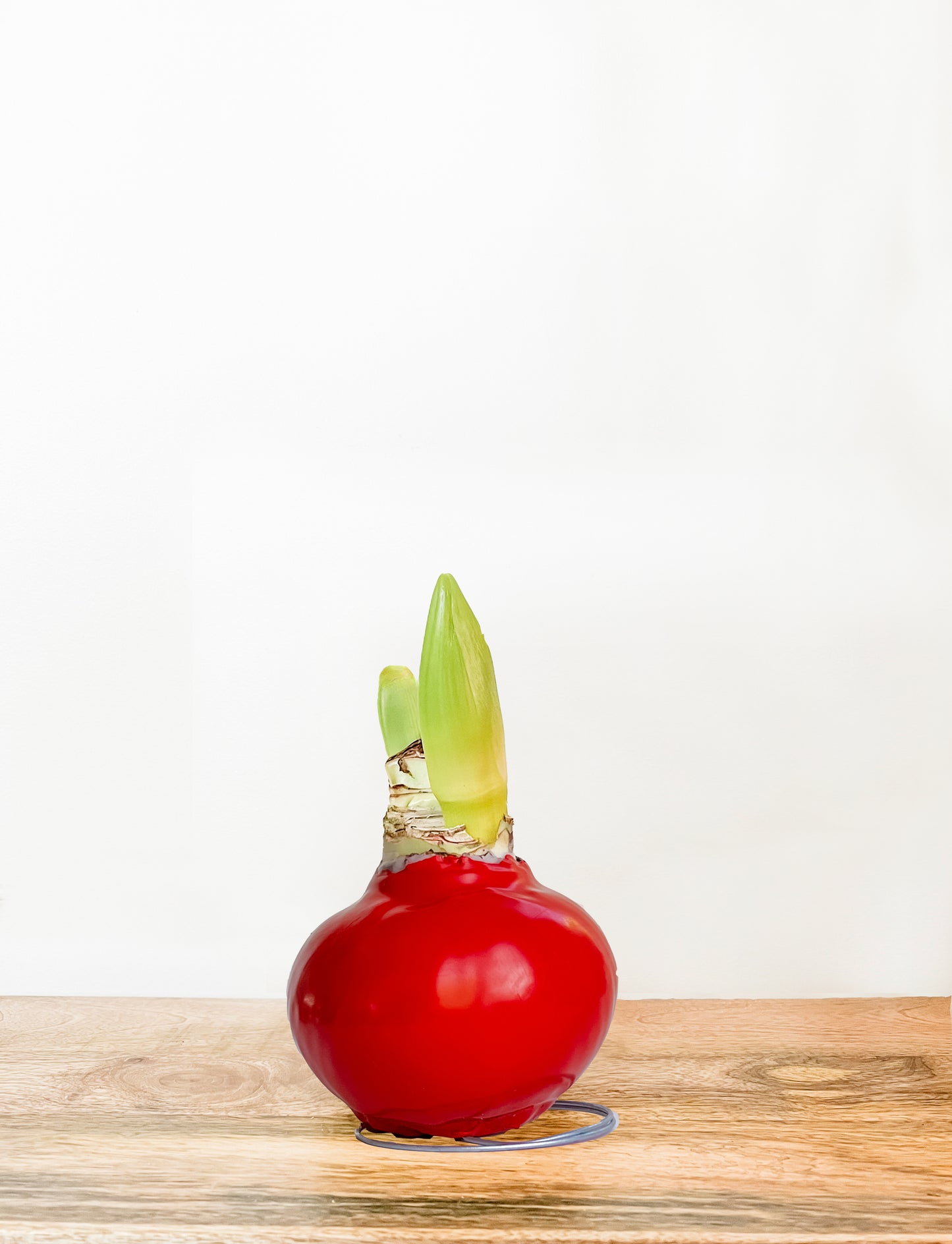 Classic Ruby with Red Blooms