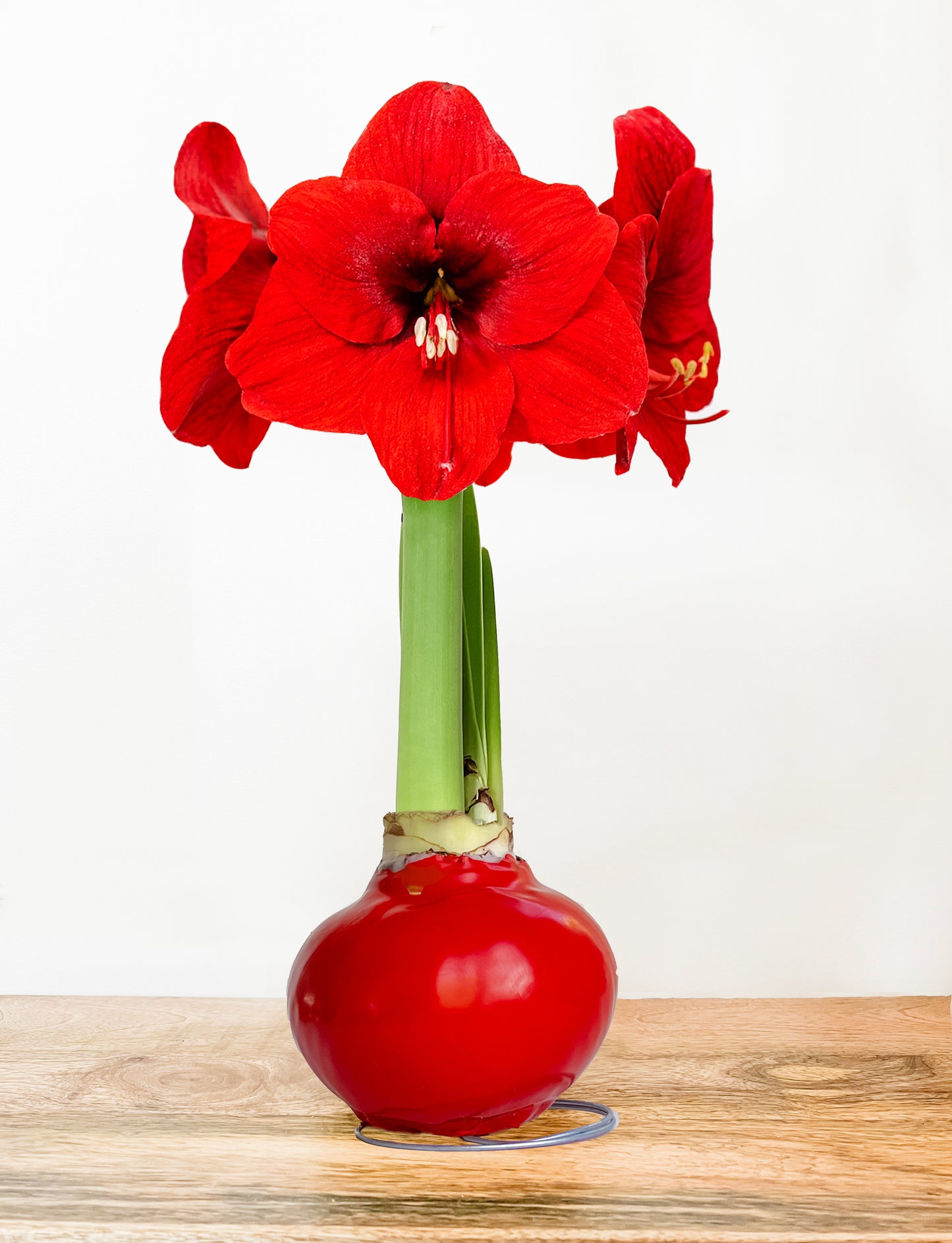 Classic Ruby with Red Blooms