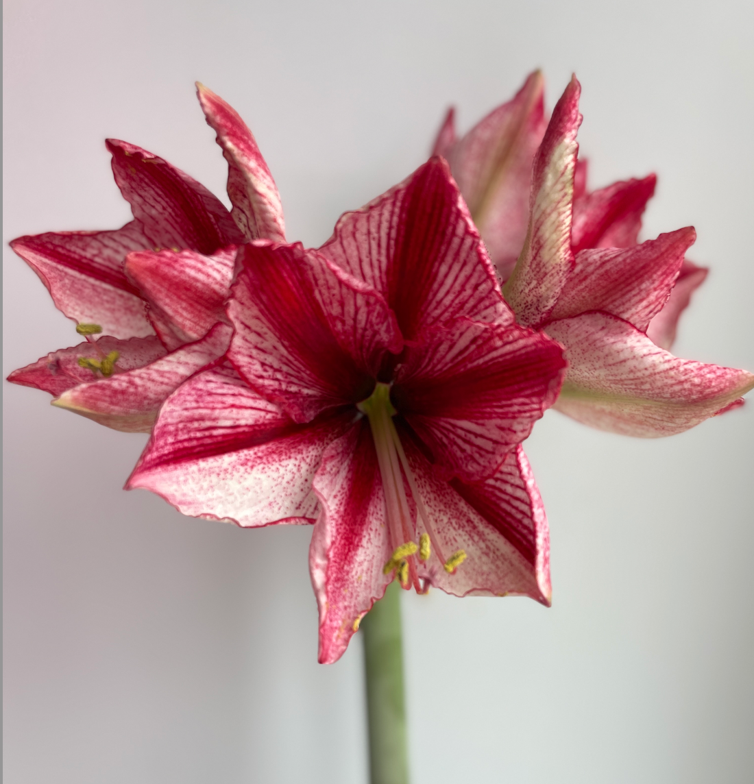 White & Silver Splatter with Fuchsia Blooms