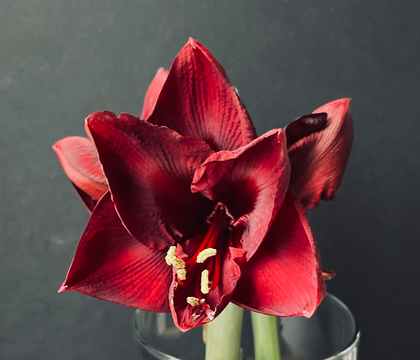 Gold Shine with Burgundy Bloom