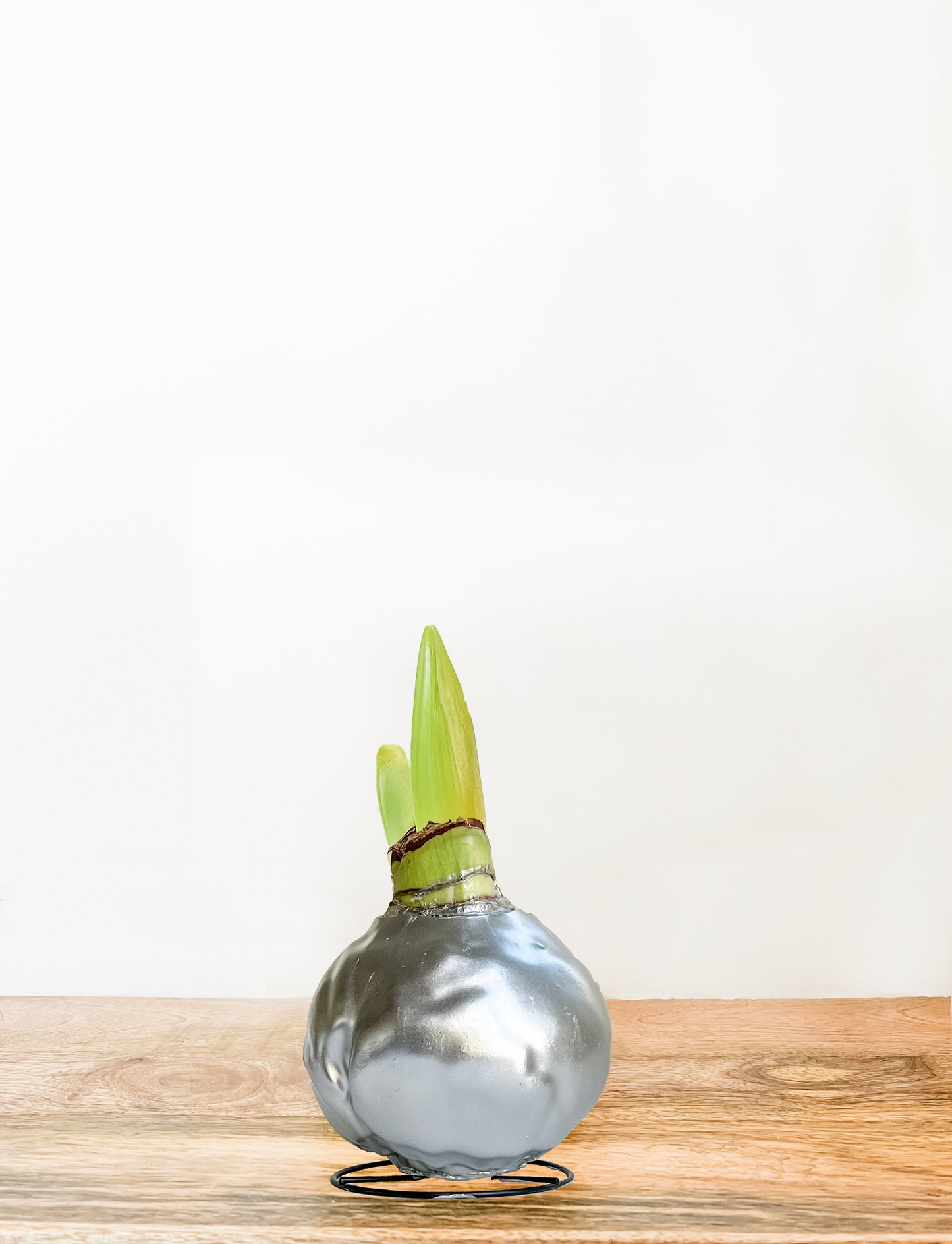Silver Shine with Red & White Blooms