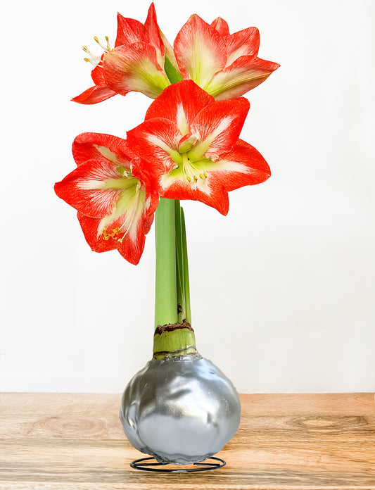 Silver Shine with Red & White Blooms