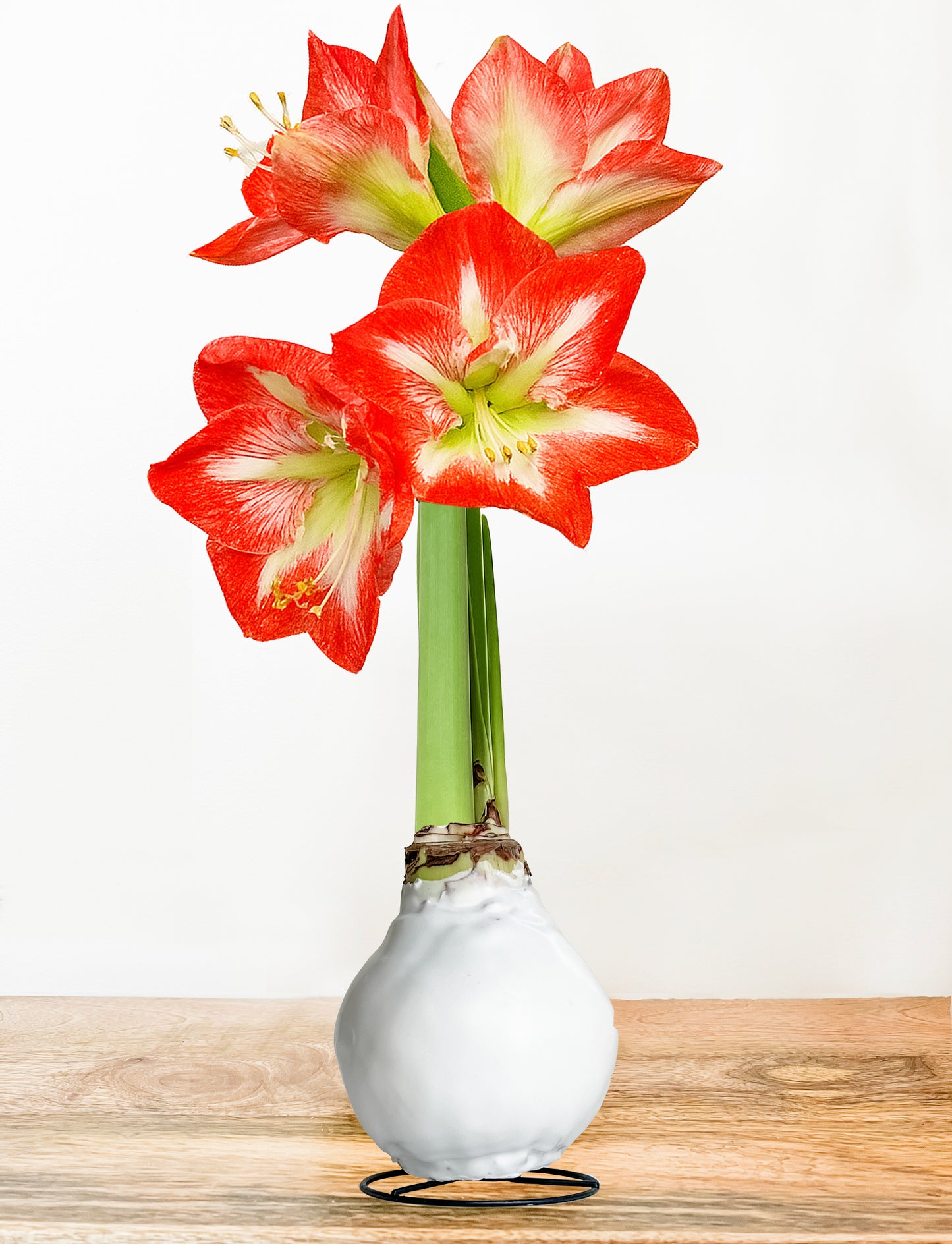 Classic White with Red & White Blooms