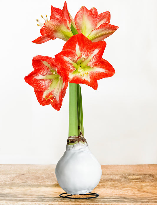 Classic White with Red & White Blooms