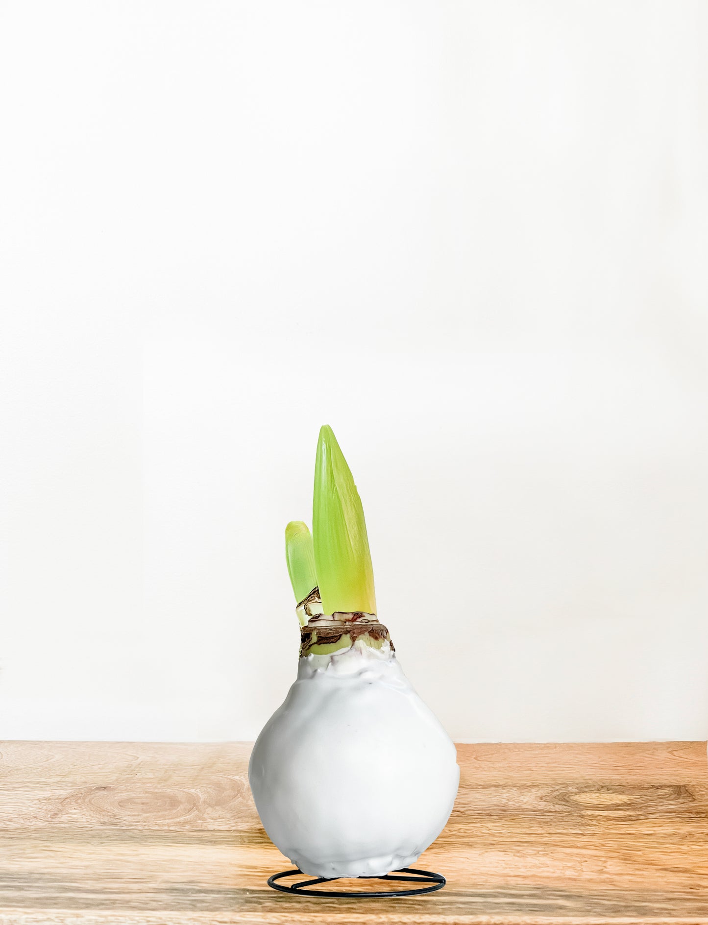 Classic White with Red & White Blooms