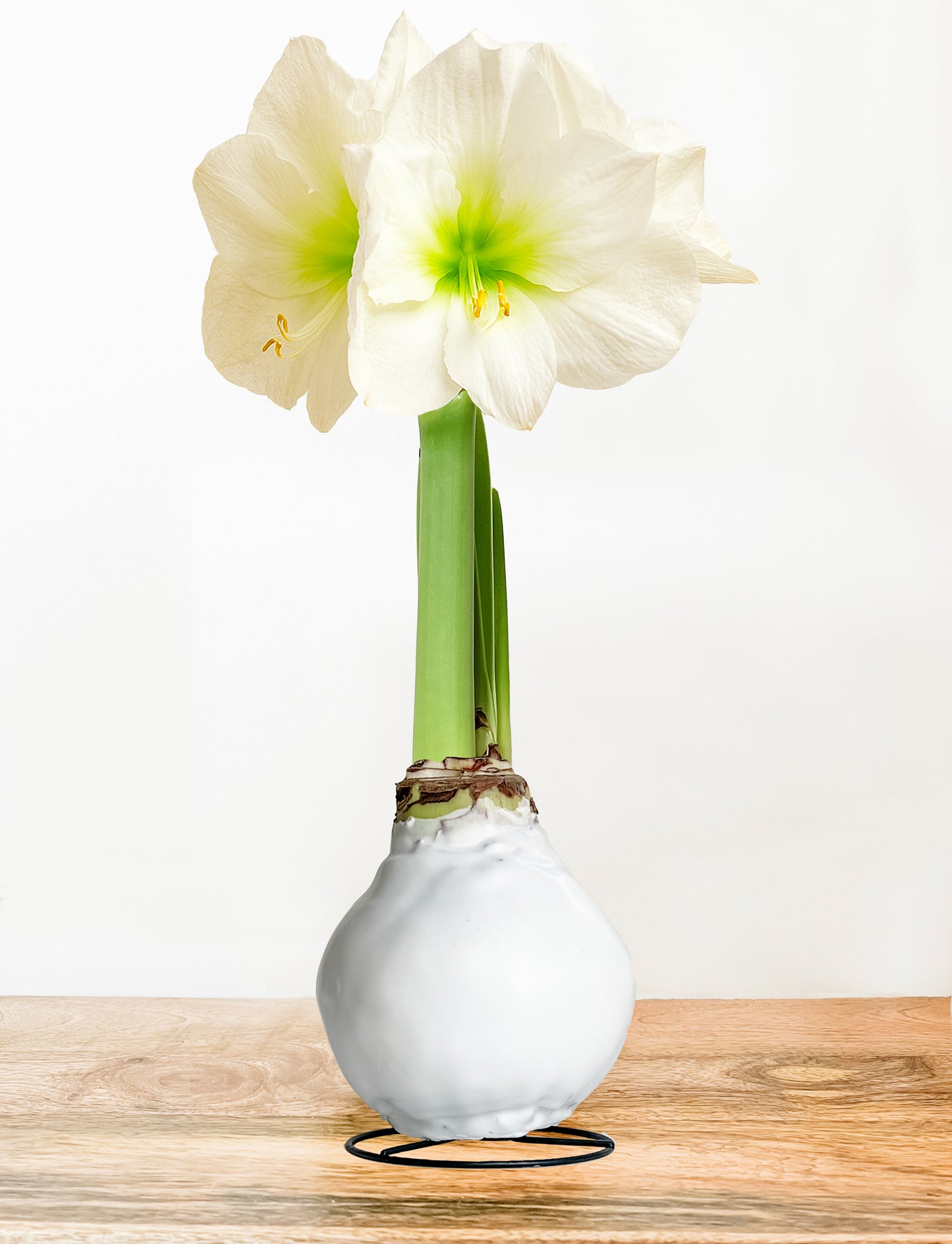 Classic White with White Blooms