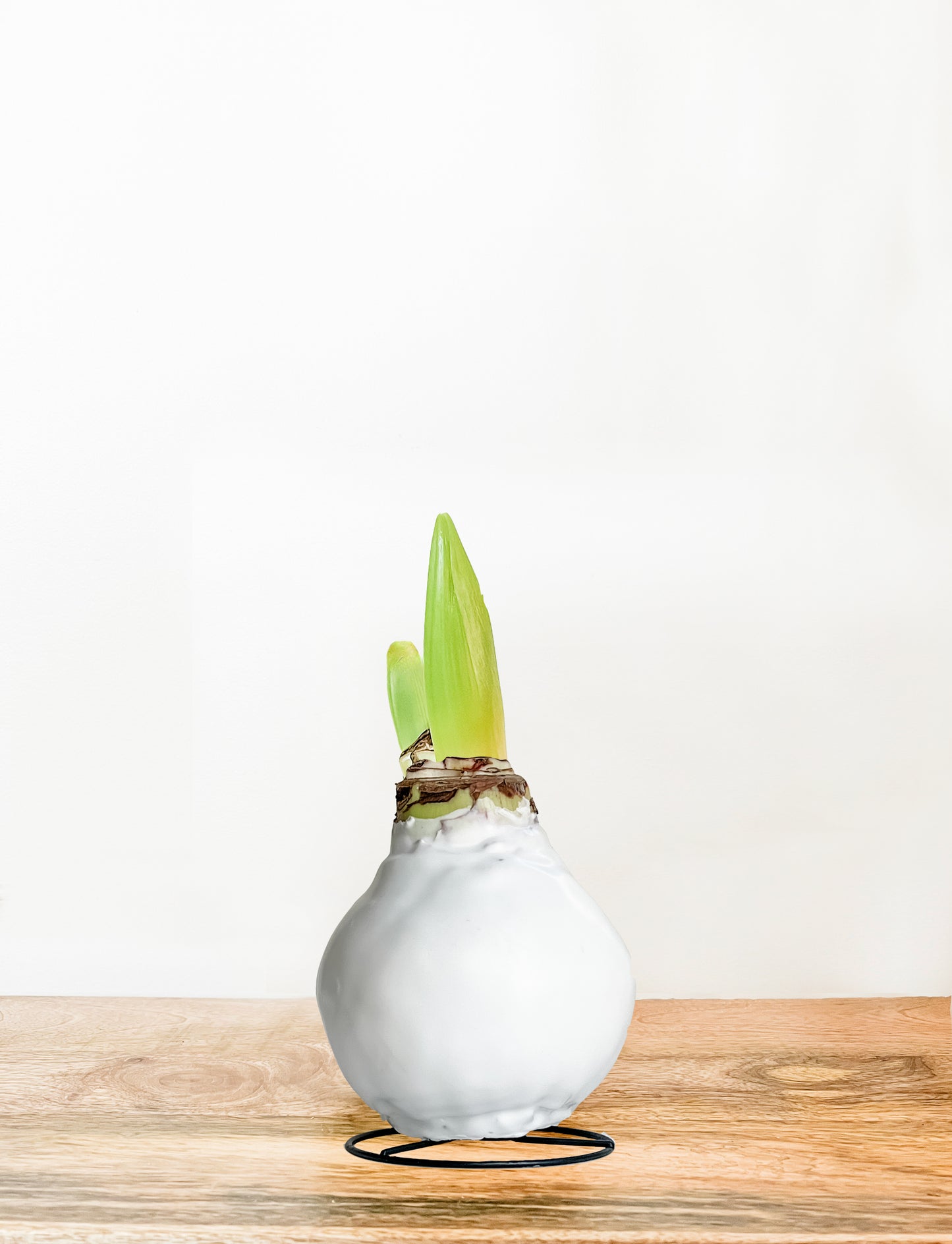 Classic White with White Blooms