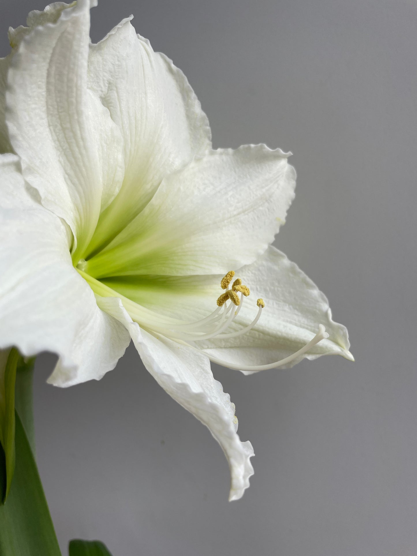 Green Shine with White Blooms